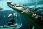 Pływanie z krokodylem